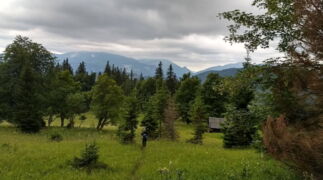 Obersberg Mountain - Home Of The Maple